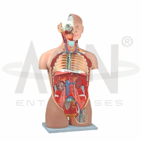 Human Torso Dual Sex With Open Back 27-part