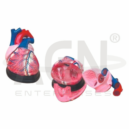 Jumbo Heart Model