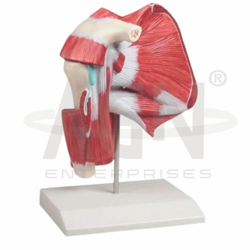 Model Of Shoulder (with Deep Muscle)
