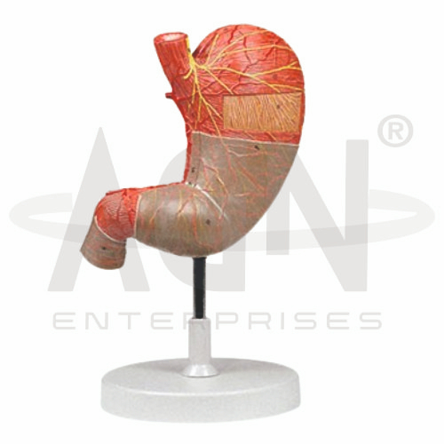 Stomach (1.5x Life Size)