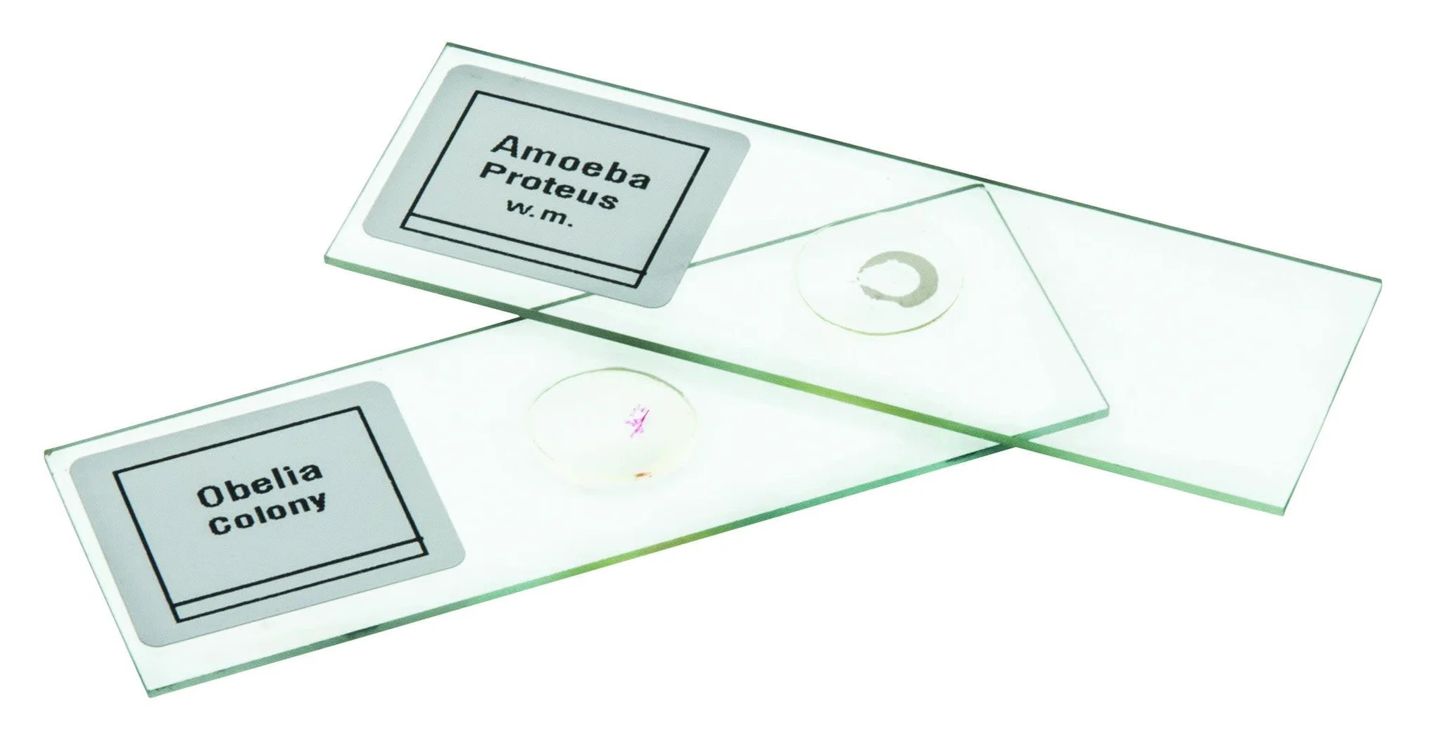 Microscope Slide